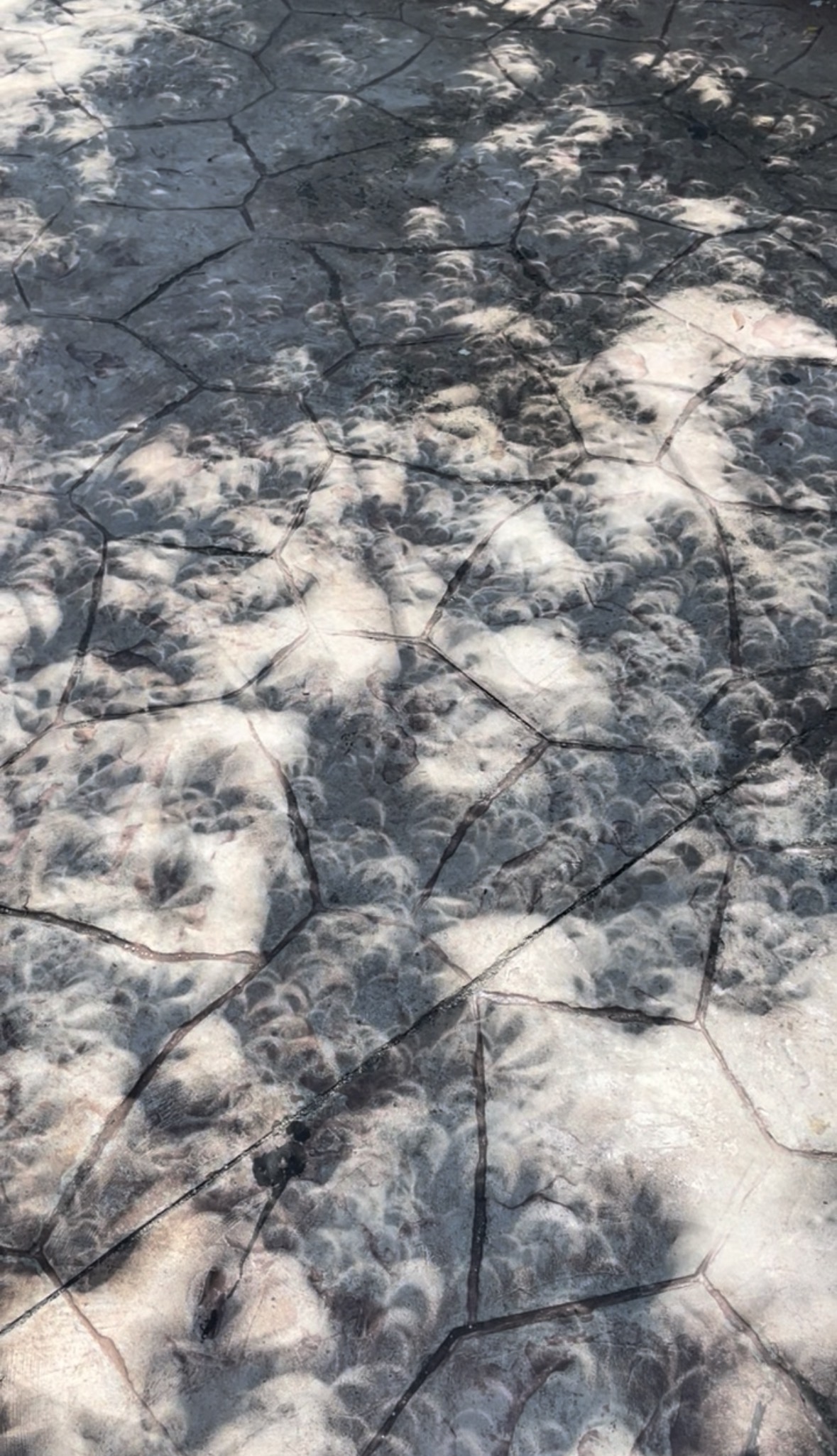 Sombras de hojas sobre el suelo durante el eclipse anular en Chocholá, Yucatán.